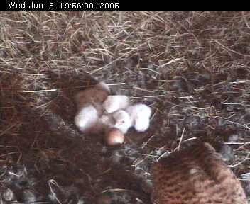 Kestrels